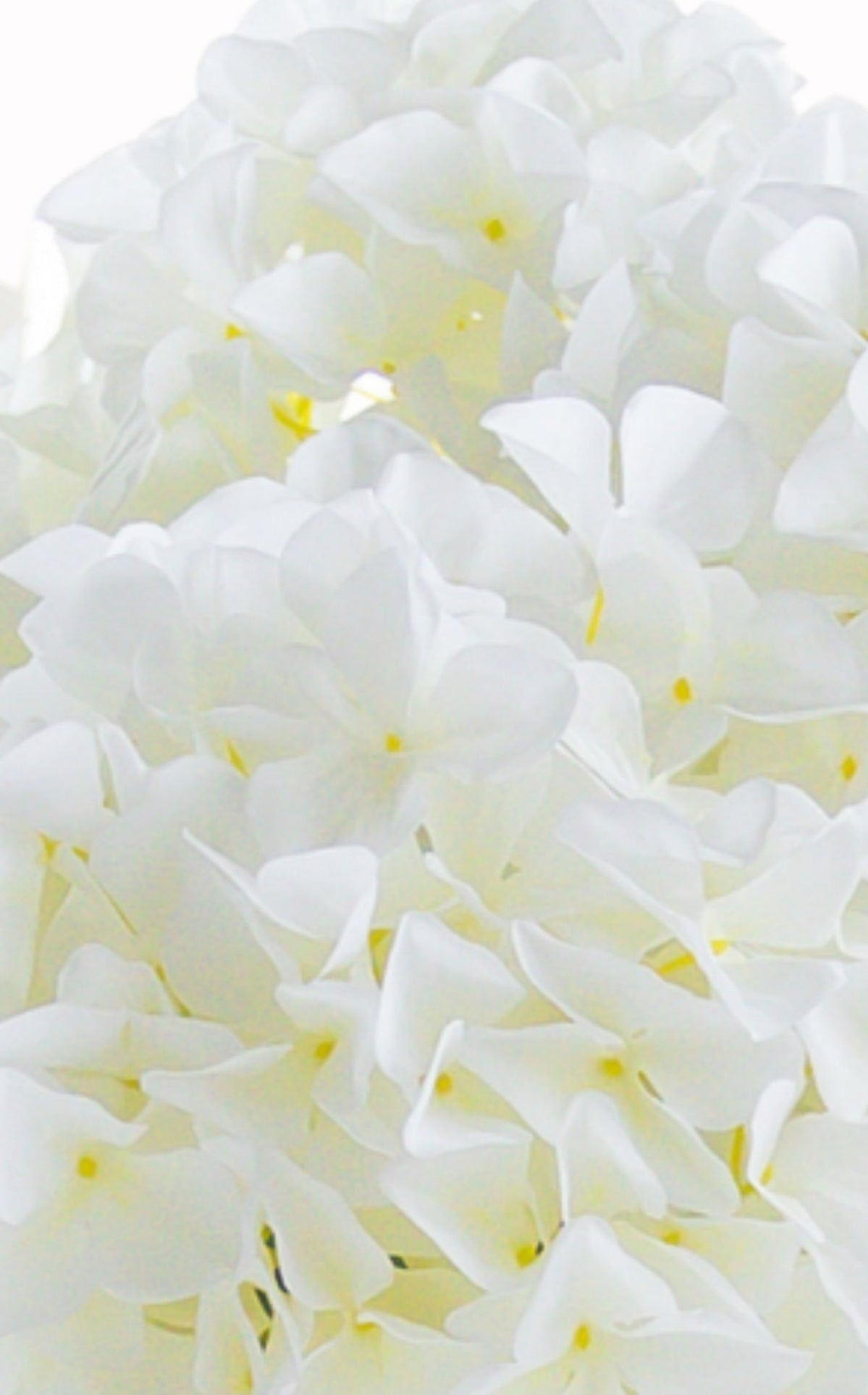 Hortensia s