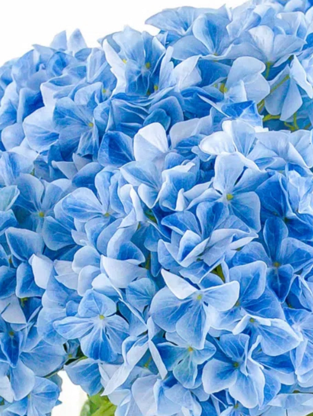 Hortensia s