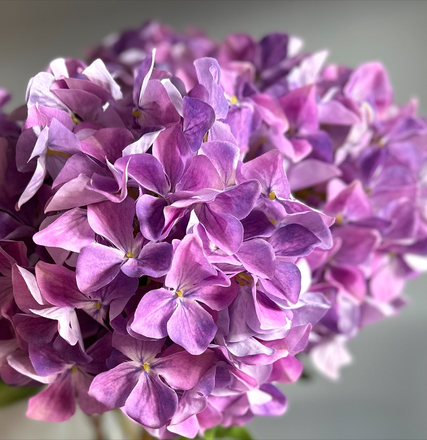 Hortensia s