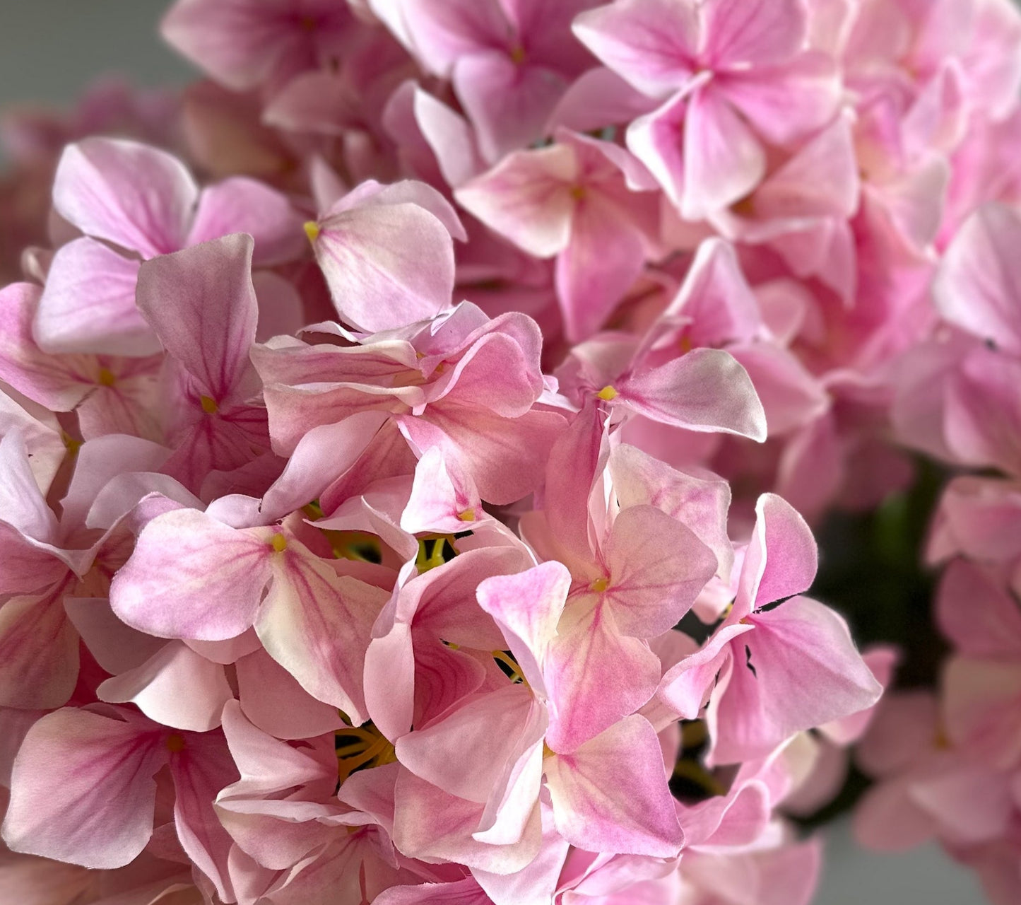 Hortensia s
