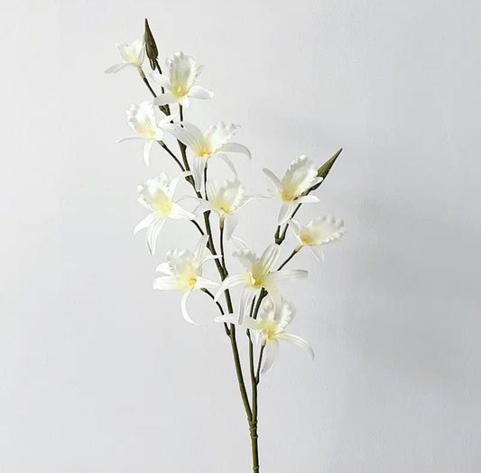 Orchidee witte bloem